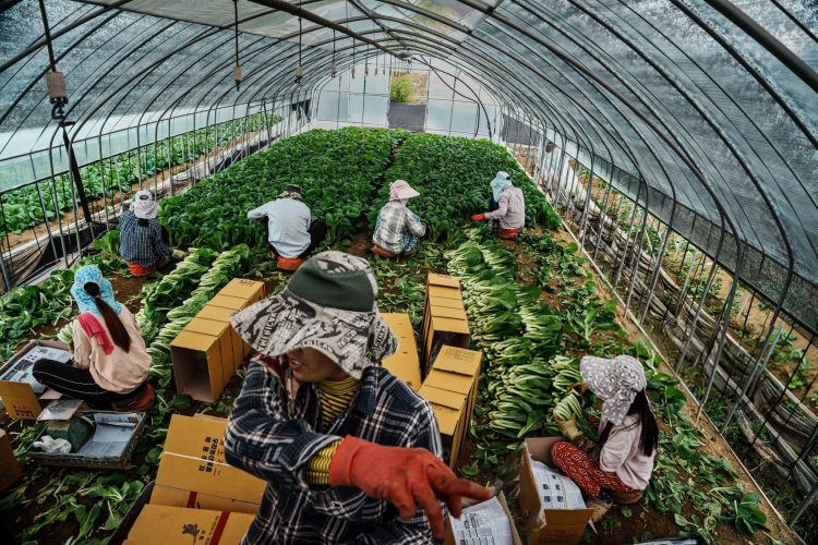 Lao Động Tại Nhật Bản và Hàn Quốc: Cơ Hội và Thách Thức cho Người Việt